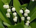 LILY CONVALLARIA MAJALIS